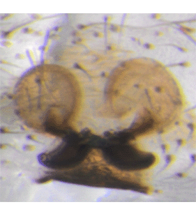 species