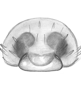 species
