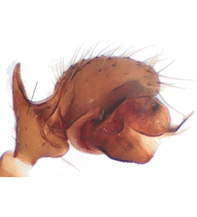 species