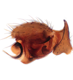 species