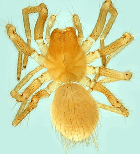 species