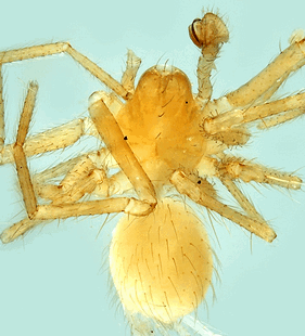 species