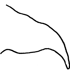 species