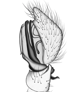 species