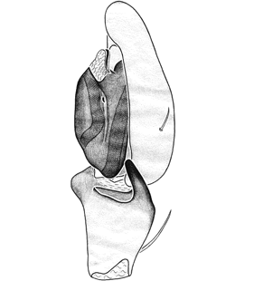 species