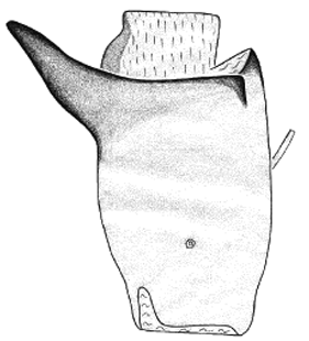 species