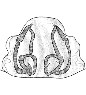 species