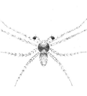 species