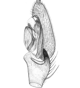 species