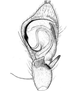 species