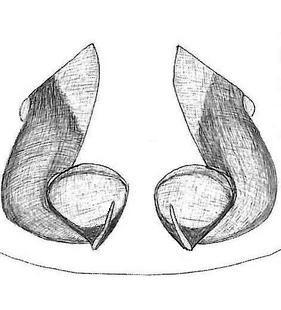 species