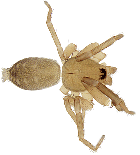 species