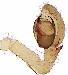 species