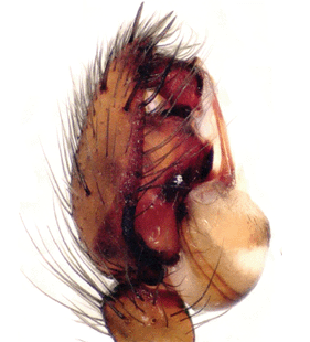 species