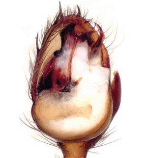 species