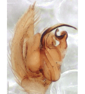 species