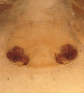 speciesimage