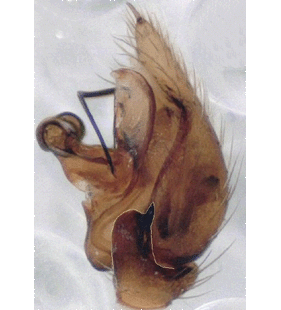 speciesimage