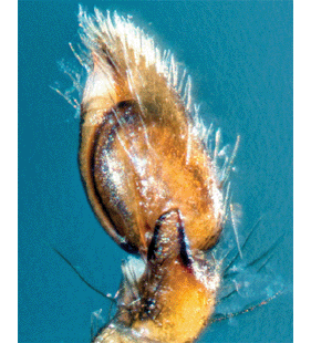 species