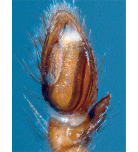 species