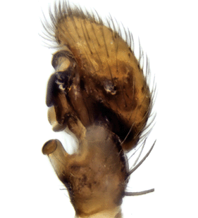 species
