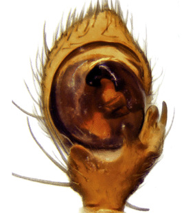 species