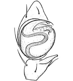 species