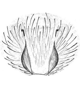 species