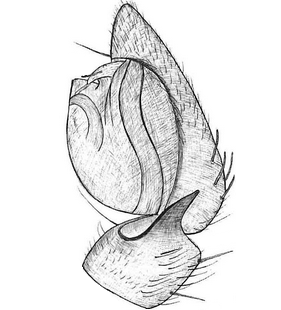 species