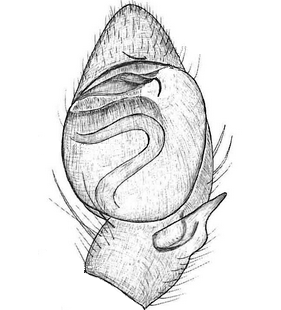 species