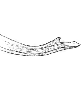species