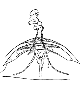 species