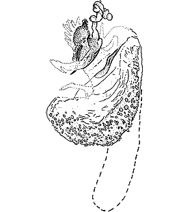 species
