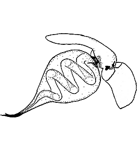 species