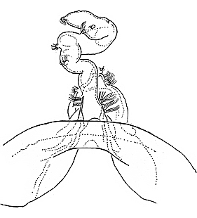 species