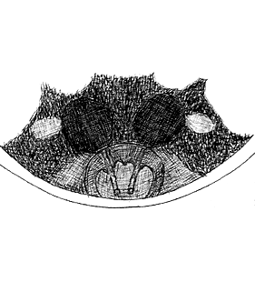 species