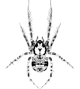 species