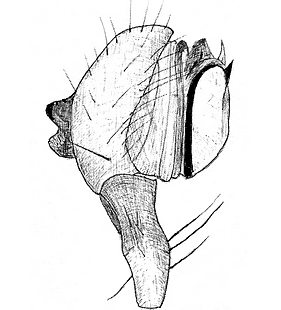 species