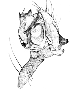 species
