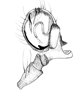 species