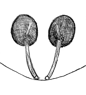 species