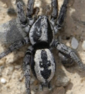 speciesimage