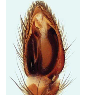 speciesimage