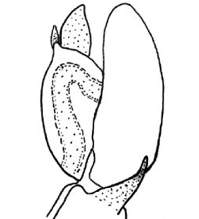 speciesimage