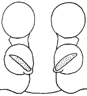 speciesimage