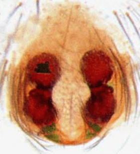 speciesimage