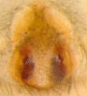 speciesimage