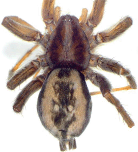 speciesimage