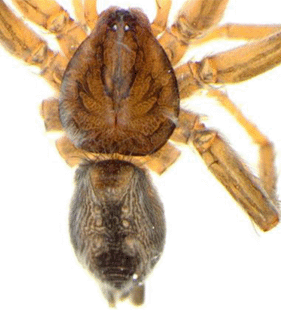 speciesimage