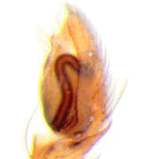 speciesimage